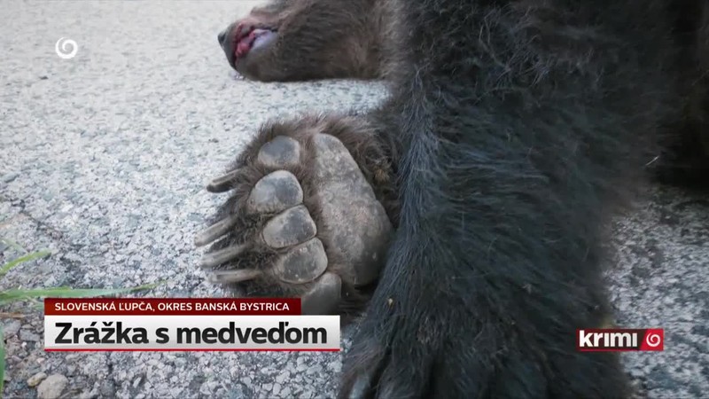 Zrážka s medveďom
