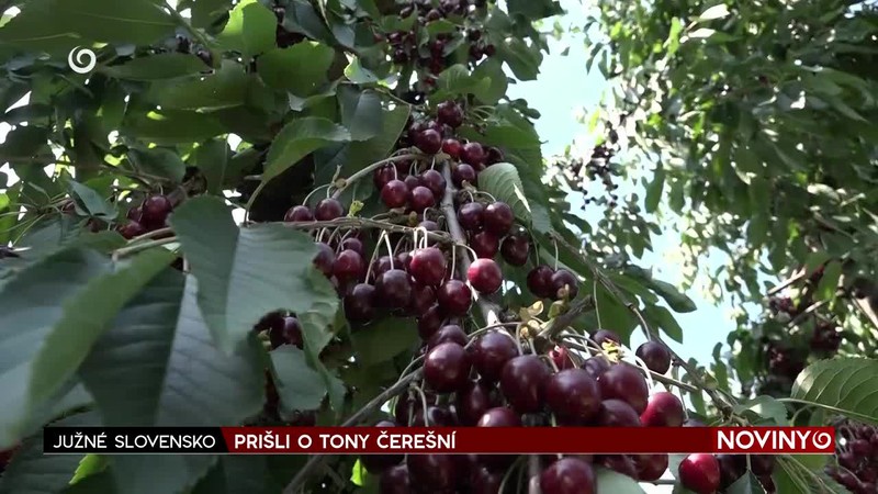 PRIŠLI O TONY ČEREŠNÍ