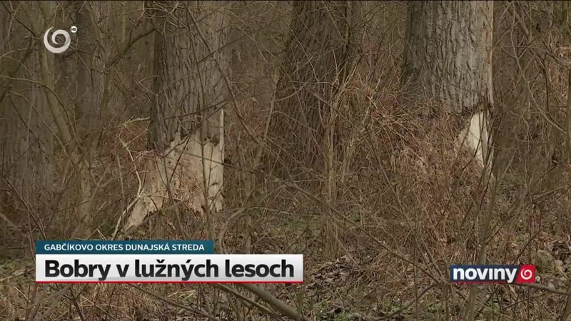 Bobry v lužných lesoch