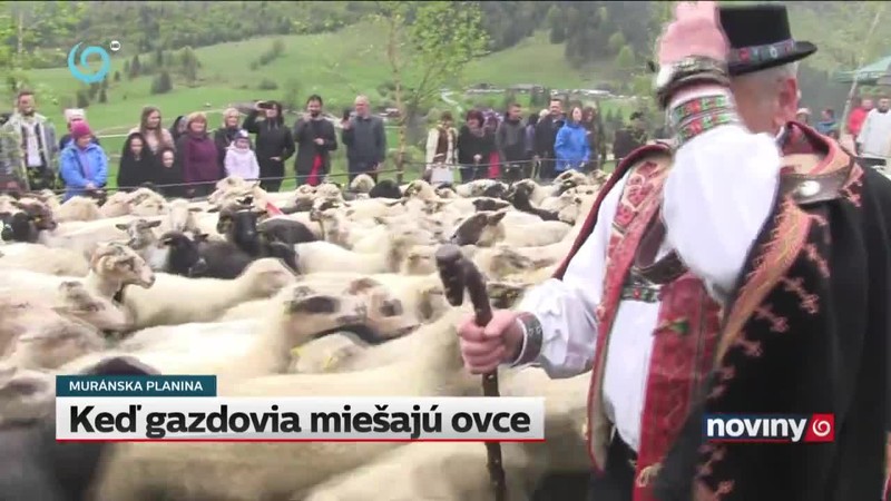 Keď gazdovia miešajú ovce