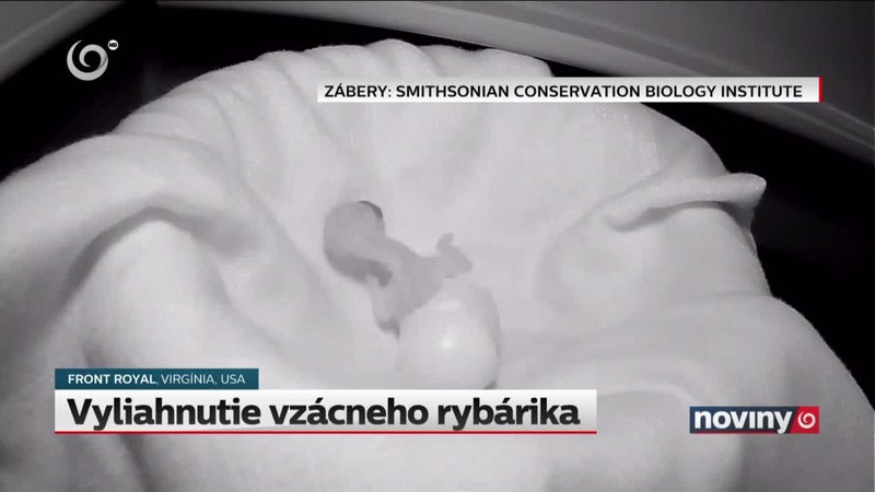 Vyliahnutie vzácneho rybárika