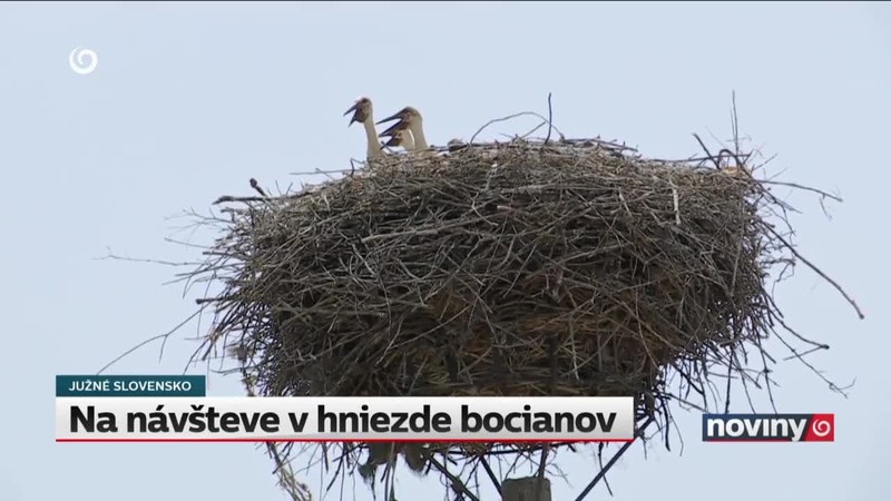 Na návšteve v hniezde bocianov