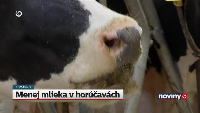 Menej mlieka v horúčavách