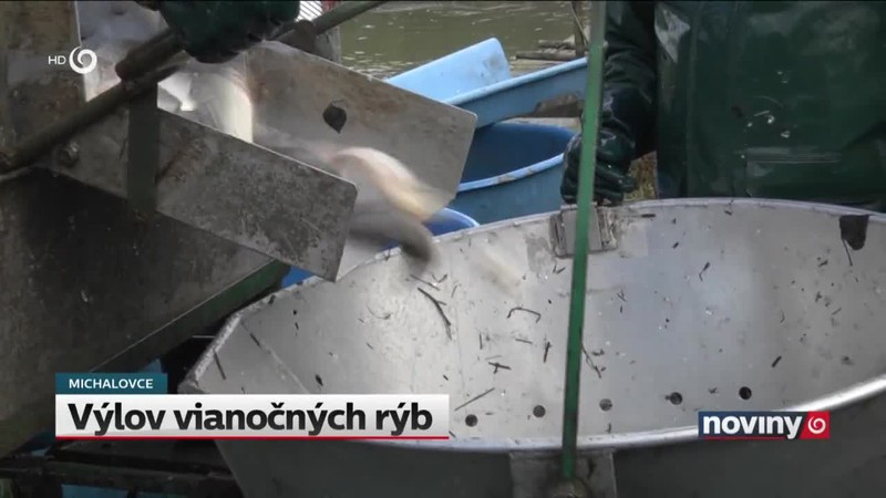 Výlov vianočných rýb