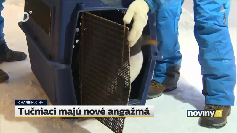 Tučniaci majú nové angažmá