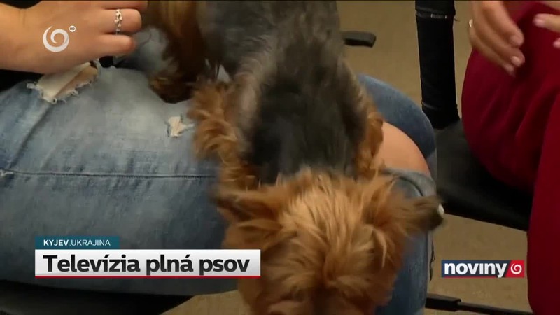 Televízia plná psov