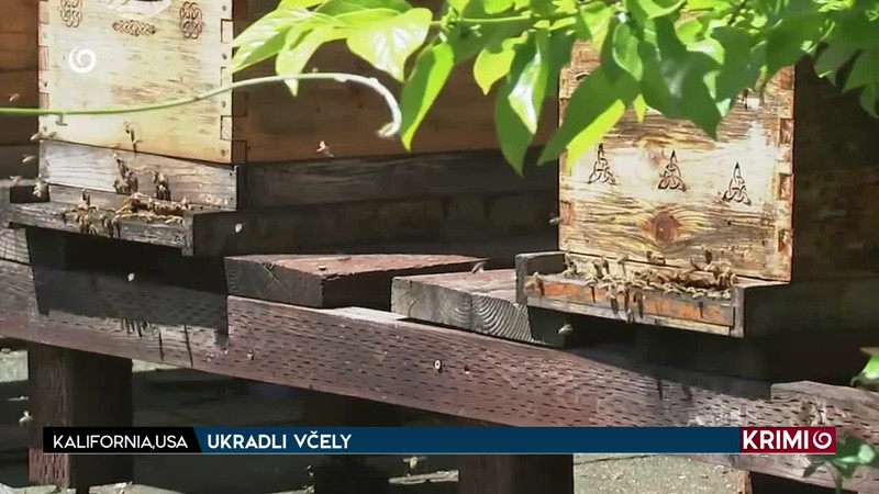 UKRADLI VČELY