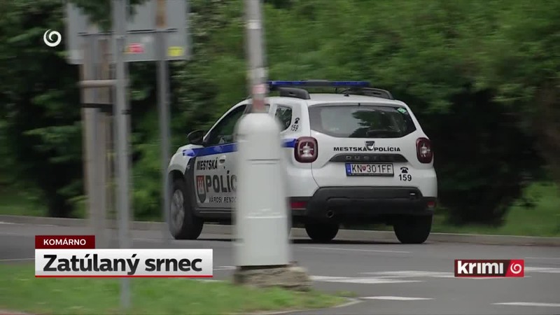 Zatúlaný srnec