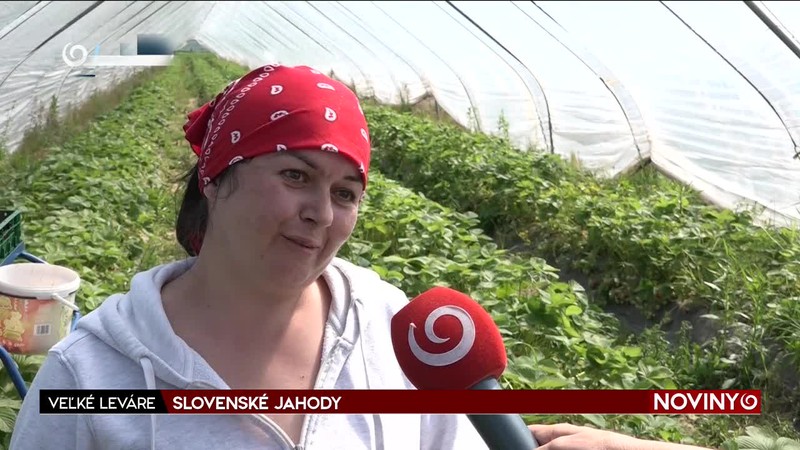 SLOVENSKÉ JAHODY