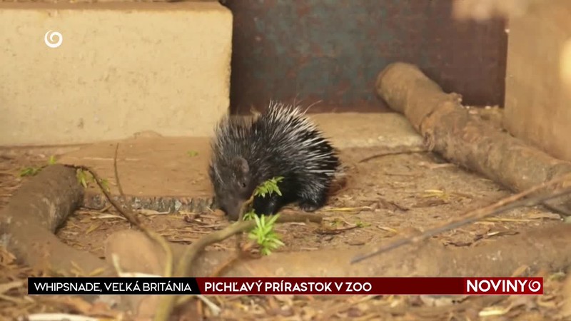 PICHĽAVÝ PRÍRASTOK V ZOO