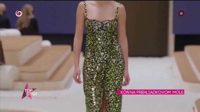 KÔŇ NA PREHLIADKOVOM  MÓLE