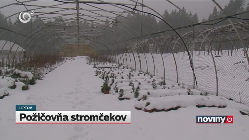 Požičovňa stromčekov