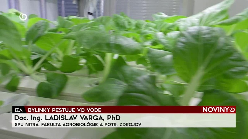 BYLINKY PESTUJE VO VODE