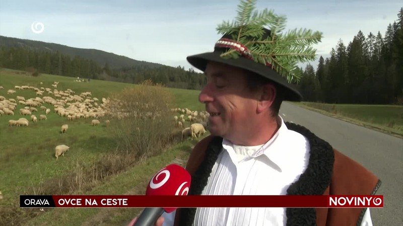 OVCE NA CESTE