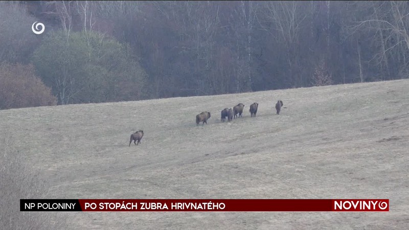 PO STOPÁCH ZUBRA HRIVNATÉHO