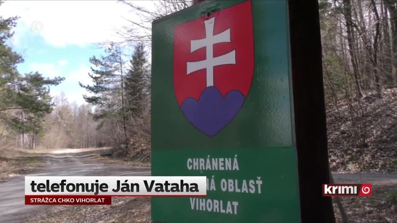 Krádež v pralese