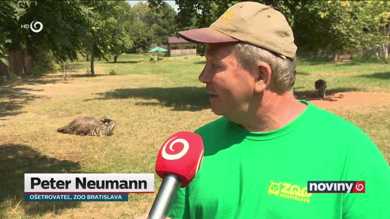 Zvieratká v horúčavách s nanukom