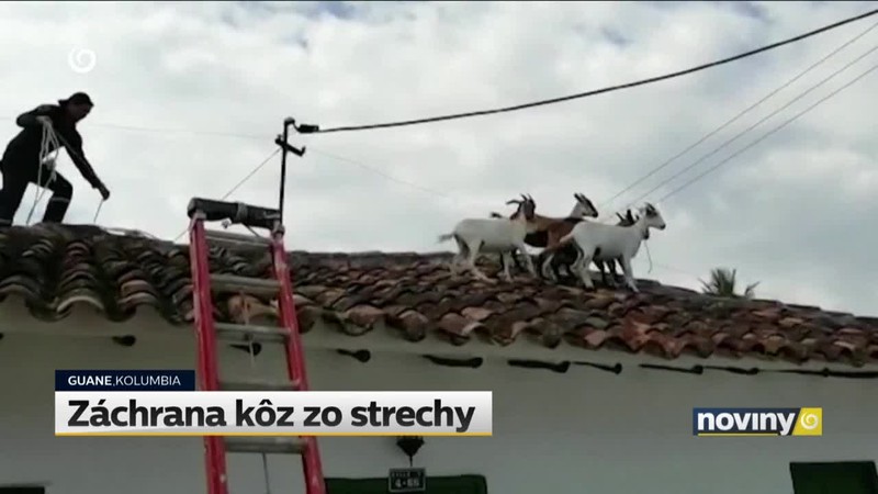 Záchrana kôz zo strechy