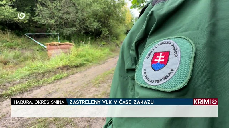 ZASTRELENÝ VLK V ČASE ZÁKAZU
