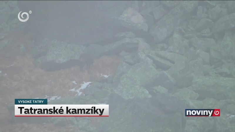 Tatranské kamzíky