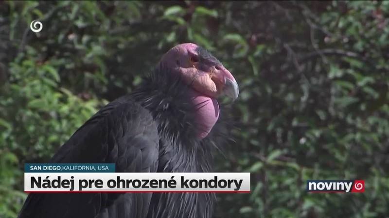 Nádej pre ohrozené kondory