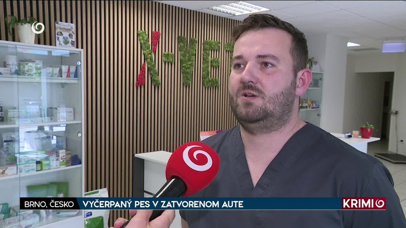 VYČERPANÝ PES V ZATVORENOM AUTE