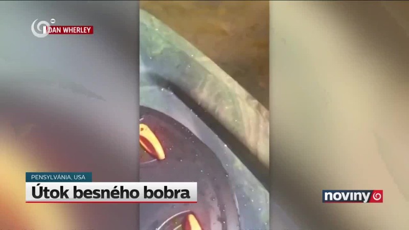 Útok besného bobra