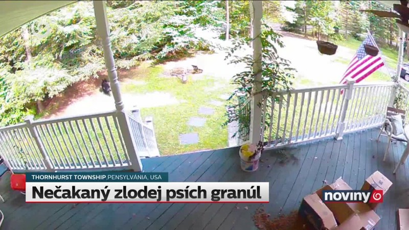 Nečakaný zlodej psích granúl