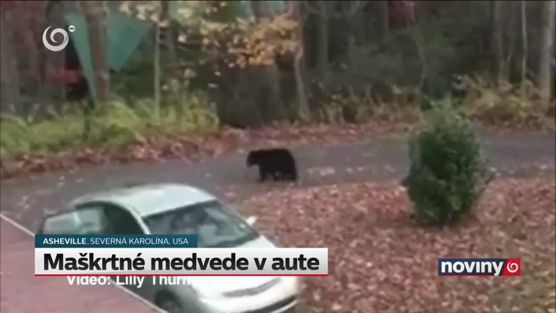 Maškrtné medvede v aute