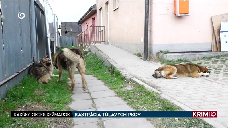 KASTRÁCIA TÚLAVÝCH PSOV