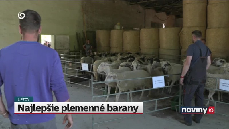 Najlepšie plemenné barany