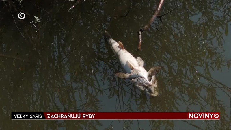 ZACHRAŇUJÚ RYBY