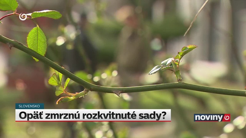 Opäť zmrznú rozkvitnuté sady?