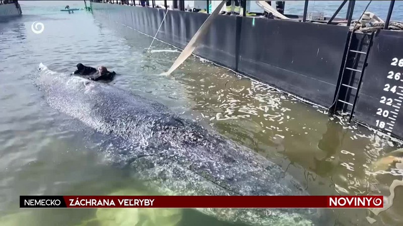 ZÁCHRANA VEĽRYBY
