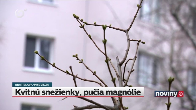 Kvitnú snežienky, pučia magnólie