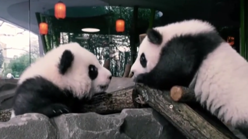 Predstavili svetu pandie dvojičky