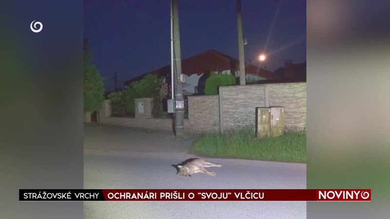 OCHRANÁRI PRIŠLI O "SVOJU" VLČICU