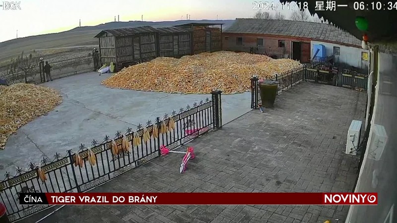 TIGER VRAZIL DO BRÁNY