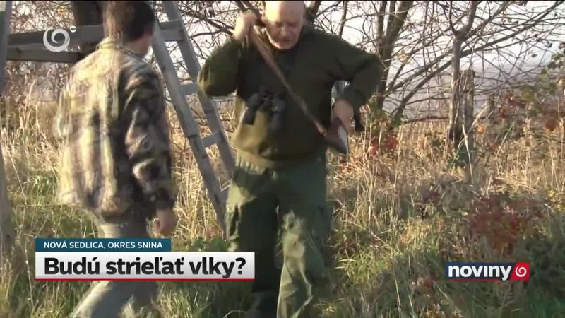 Budú strieľať vlky?