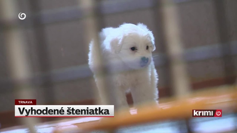 Vyhodené šteniatka