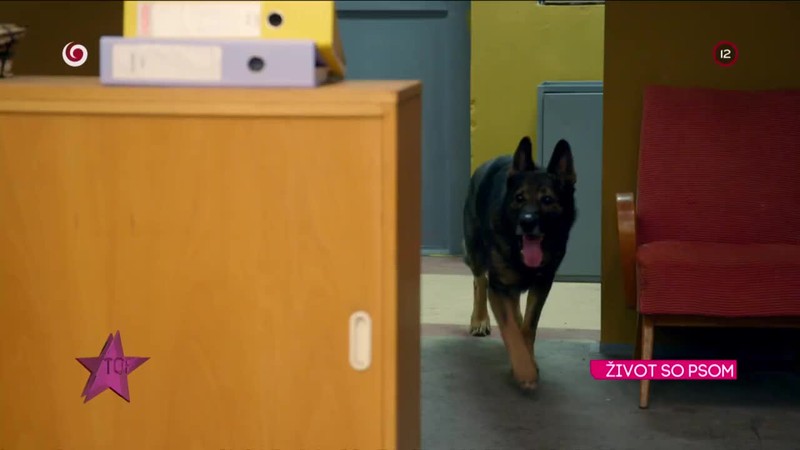 ŽIVOT SO PSOM