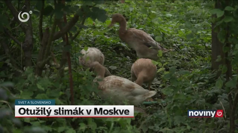 Otužilý slimák v Moskve