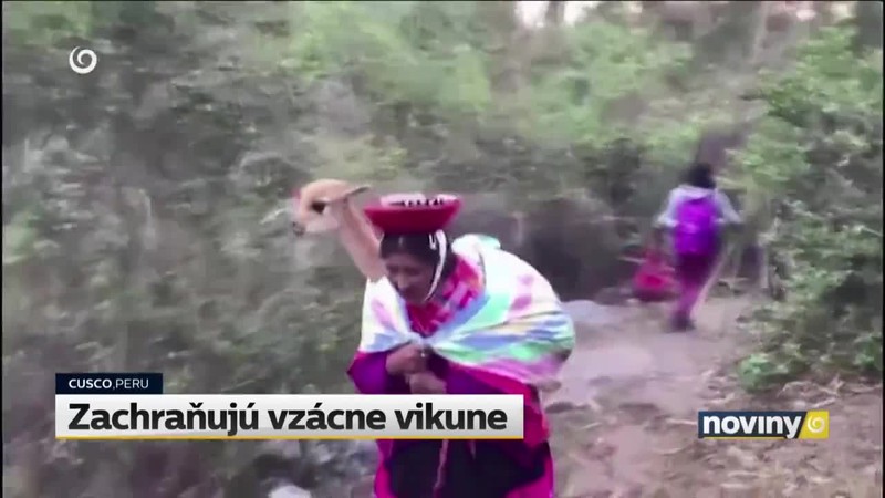 Zachraňujú vzácne vikune