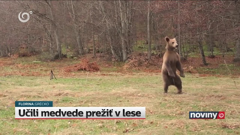 Učili medvede prežiť v lese