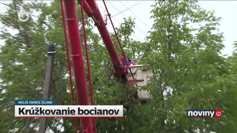 Krúžkovanie bocianov