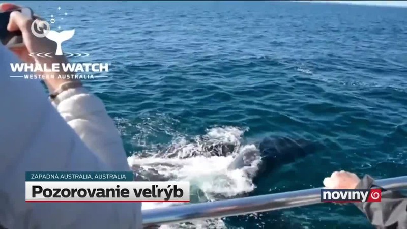 Pozorovanie veľrýb