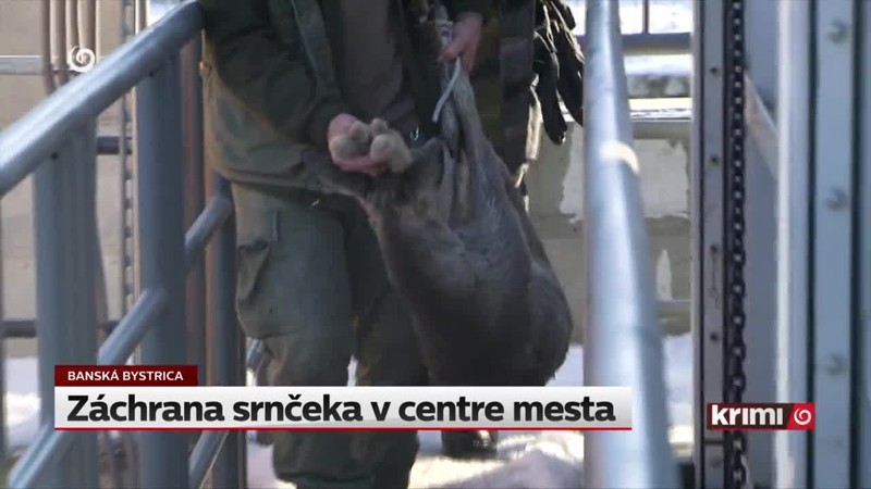Záchrana srnčeka v centre mesta
