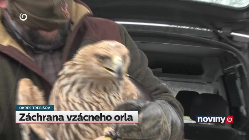 Záchrana vzácneho orla