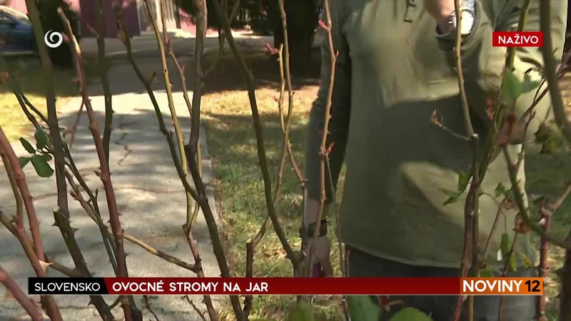 Ovocné stromy na jar