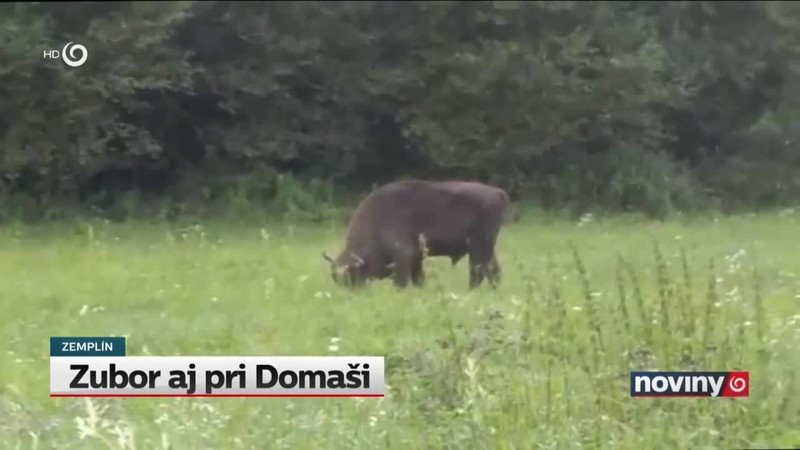 Zubor aj pri Domaši